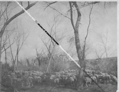 Sheep at Goslen Brothers camp