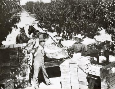 Fitterling Farm Harvesting Peaches