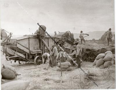 First Steam Engine in Valley Threshing Oats