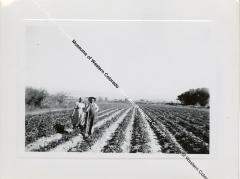  Man & Woman Standing in Crop Field