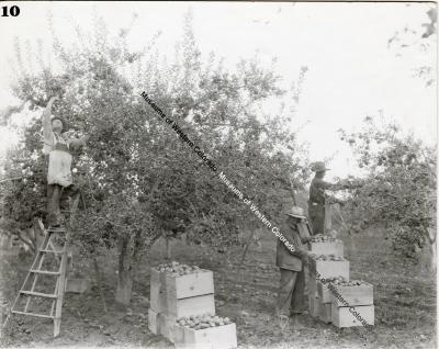 Picking and Packing Apples