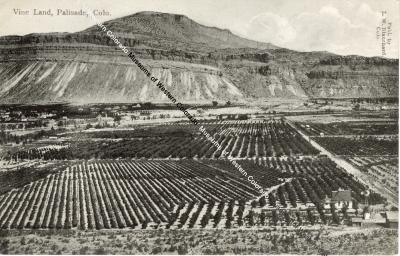 Postcard of "Vine Land, Palisade, Colo." to Fred Strain