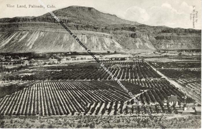 Postcard of "Vine Land, Palisade, Colo." to Fred Strain