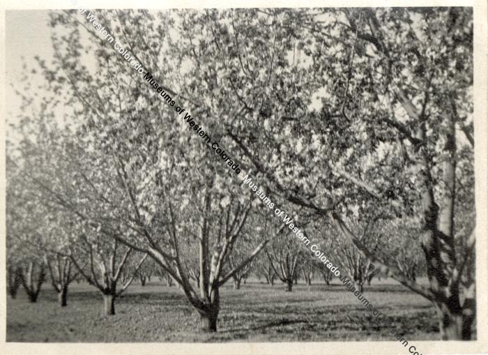 Orchard in Bloom, 1921
