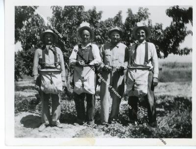 Four men in orchard