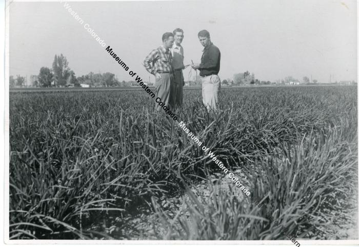 Men in a field