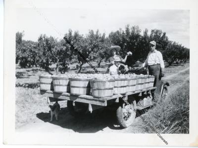 Peach harvest truck