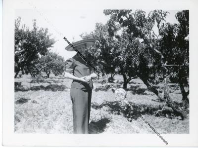 Woman harvesting peaches