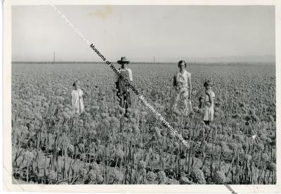 People in a field