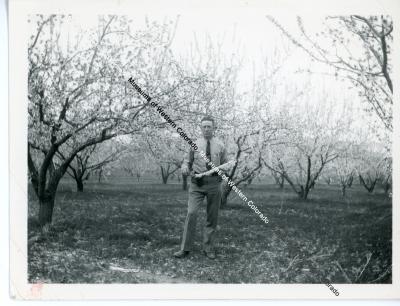 Man in peach orchard in bloom