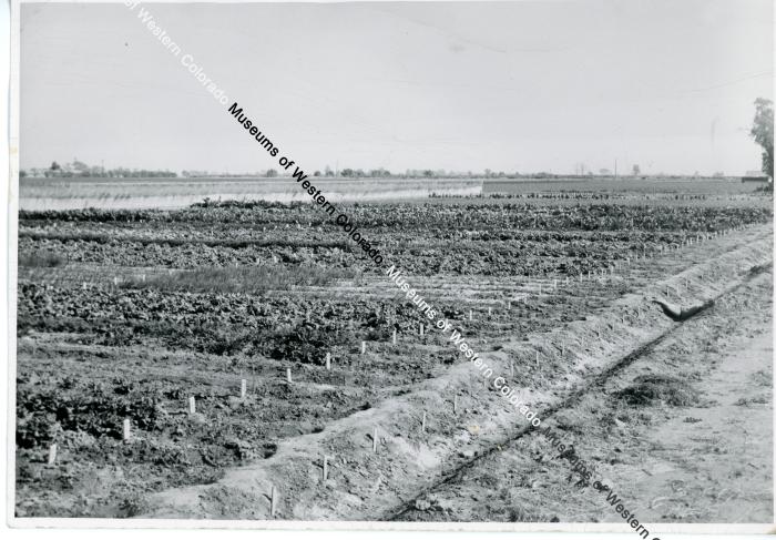 Agricultural fields