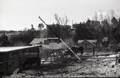 B&W photo of Goffredi Ranch winter scene of barnyard with horses, fencing and buildings in background.