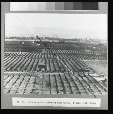 Orchards near Palisade
