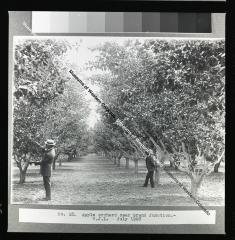 Men in an apple orchard