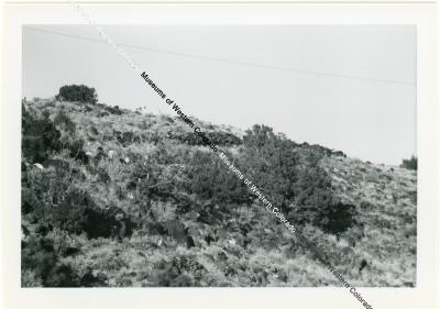 Photo of Harlow's rock wall