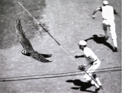 Photo of baseball hawk