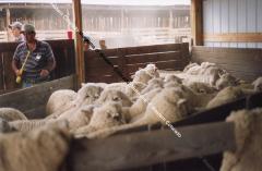 Sheep in pen for shearing