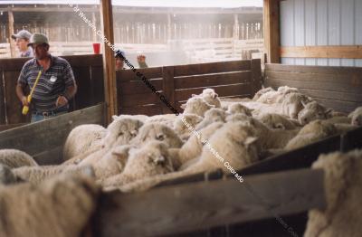 Sheep in pen for shearing