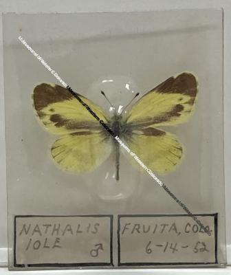 Nathalis iole "Dainty Sulphur" Butterfly