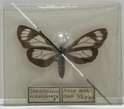 Gnophaela Vermiculata "Police Car" Moth