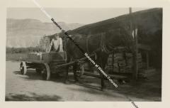 Black and White Photograph of Horse Drawn Wagon Packed with Peaches