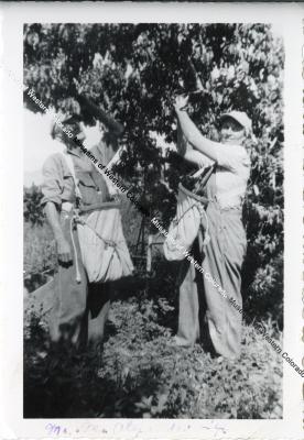 Black and White Photograph of Mr. and Mrs. Alexander Picking Peaches