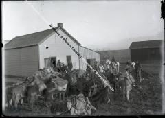 Pack of mules in Mack
