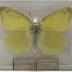 Colias alexandra "Queen Alexandra's sulphur" Butterfly
