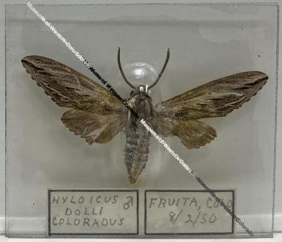 Hyloicus dolli coloradus "Colorado Sphinx" Moth