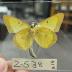 Colias eurytheme eriphyle Butterfly