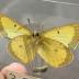 Colias eurytheme eriphyle Butterfly