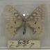 Parnassius Clodius Baldur Butterfly