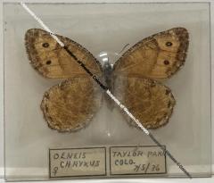 Oeneis chryxus "Brown Arctic" Butterfly