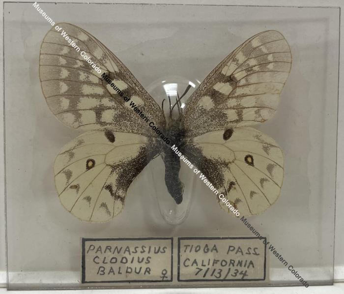 Parnassius Clodius Baldur Butterfly