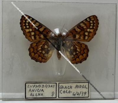 Euphydryas anicia alena "Anicia Checkerspot" Butterfly
