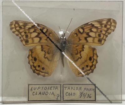 Euptoieta claudia "Variegated fritillary" Butterfly