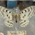 Rocky Mountain Parnassian (Butterfly) - Will Minor Collection