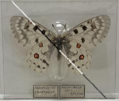 Parnassius smintheus "Rocky Mountain Apollo" Butterfly
