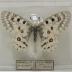 Rocky Mountain Parnassian (Butterfly) - Will Minor Collection