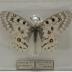 Rocky Mountain Parnassian (Butterfly) - Will Minor Collection