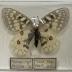 Parnassius clodius baldur "Rocky Mountain Apollo" Butterfly