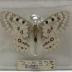 Rocky Mountain Parnassian (Butterfly) - Will Minor Collection