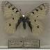 Parnassius Smintheus "Rocky Mountain Apollo" Butterfly
