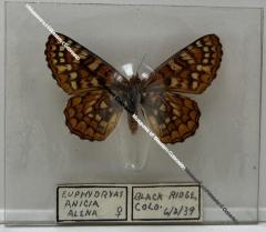 Euphydryas anicia alena "Anicia Checkerspot" Butterfly