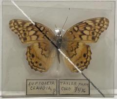 Euptoieta claudia "Variegated fritillary" Butterfly
