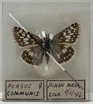 Pyrgus communis "Common-checkered Skipper" Butterfly