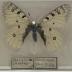 Parnassius Smintheus "Rocky Mountain Apollo" Butterfly