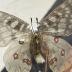 Parnassius clodius baldur "Rocky Mountain Apollo" Butterfly