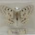 Rocky Mountain Parnassian (Butterfly) - Will Minor Collection