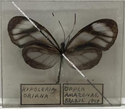 Hypoleria sarepta oriana Butterfly